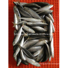 Good Quality Frozen Horse Mackerel Fish